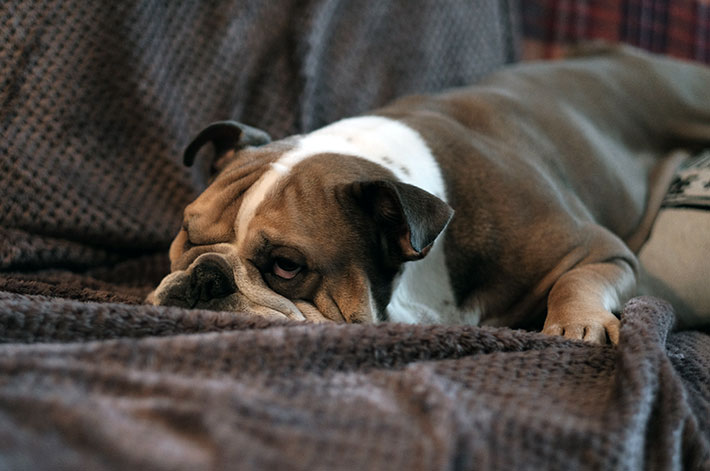 bulldog dorme beato sul divano