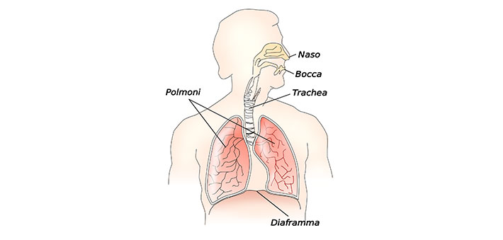 immagine anatomica del diaframma